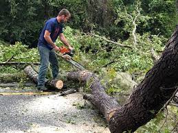 Best Leaf Removal  in Greenbriar, VA