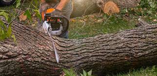 Best Stump Grinding and Removal  in Greenbriar, VA