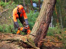 Best Root Management and Removal  in Greenbriar, VA