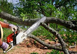 Best Tree Planting  in Greenbriar, VA