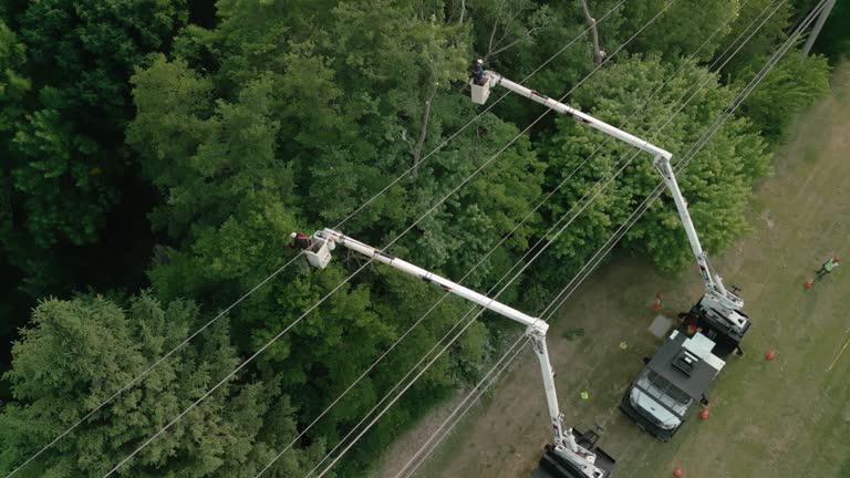 Best Tree Removal  in Greenbriar, VA