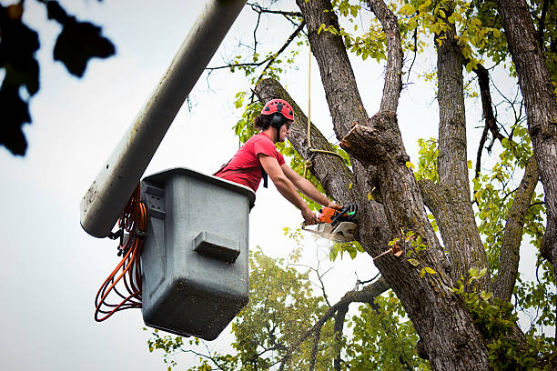 Best Tree Health Inspection  in Greenbriar, VA