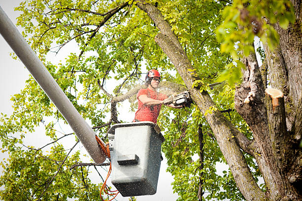 Best Hazardous Tree Removal  in Greenbriar, VA